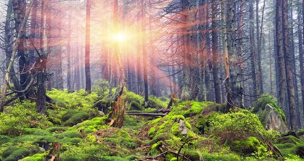 Pinos al amanecer en el bosque de los Cárpatos — Foto de Stock