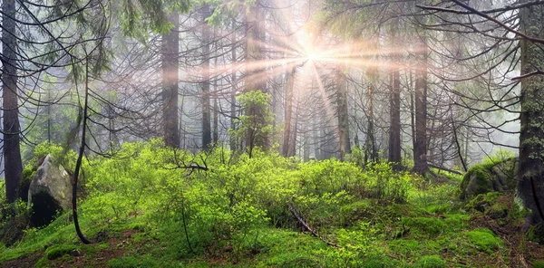 Pinheiros Selvagens Amanhecer Uma Bela Floresta Dos Cárpatos Após Chuva — Fotografia de Stock