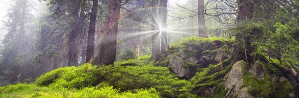 喀尔巴阡山的松树 — 图库照片