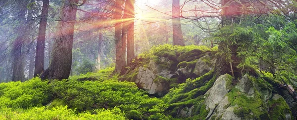 Pine trees in Carpathian mountains — Stock Photo, Image