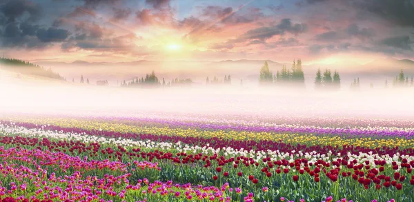 Champ de tulipes dans la matinée brumeuse — Photo