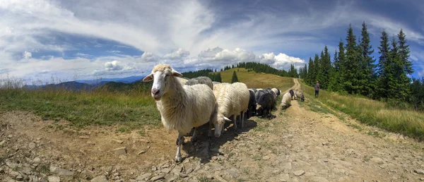 Μύθοι/Ποιμήν και πρόβατα των Καρπαθίων — Φωτογραφία Αρχείου