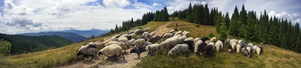 Pastor e ovelhas dos Cárpatos — Fotografia de Stock