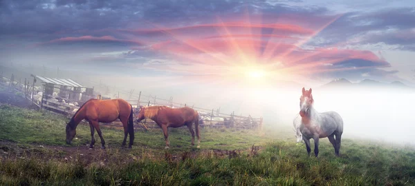 Pferde und Schafe im Morgengrauen — Stockfoto