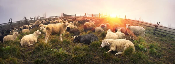 Sheep herd at Carpathians — Stock Photo, Image