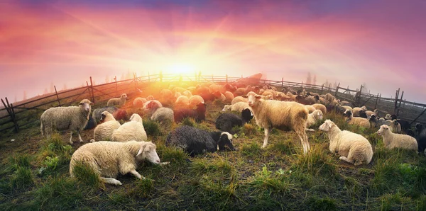 Stado owiec w Karpatach — Zdjęcie stockowe
