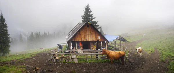 Carpathians에서 양 무리 — 스톡 사진