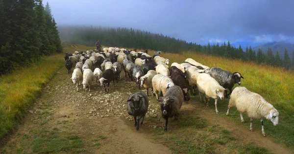 Shepherd och fåren i Karpaterna — Stockfoto