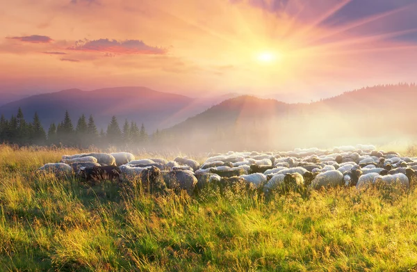 Pâturage des moutons en montagne — Photo