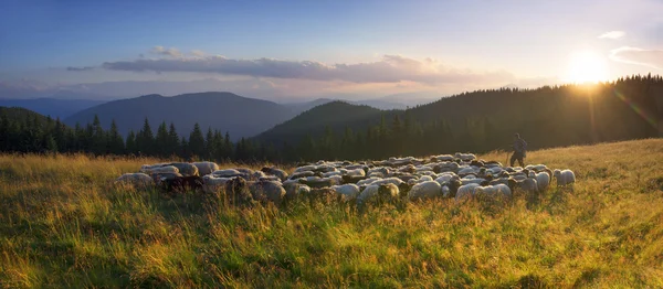 Pastýř a ovce Karpat — Stock fotografie