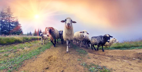 Выпас овец в горах — стоковое фото