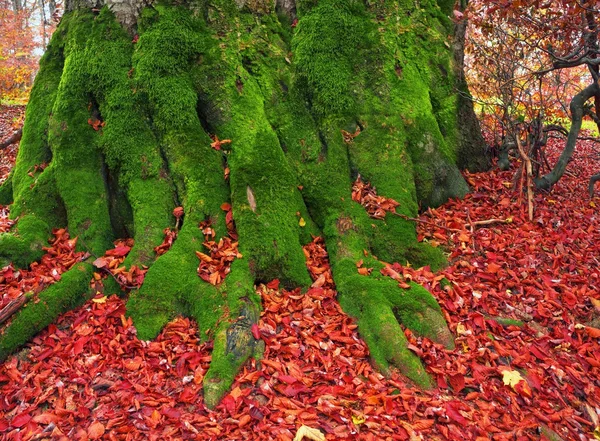 Wurzeln Der Buche Uralten Wäldern Hoch Den Karpaten Mit Rotem — Stockfoto