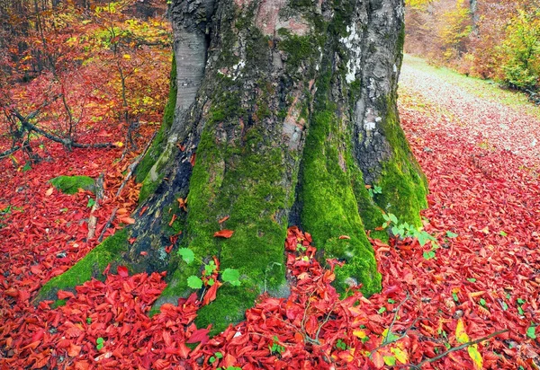 Racines Hêtre Dans Forêt Ancienne Haut Dans Les Montagnes Des — Photo