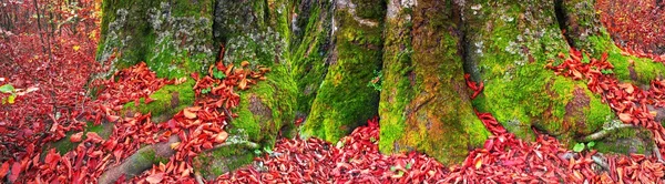 Rötter av bokskog på hösten — Stockfoto