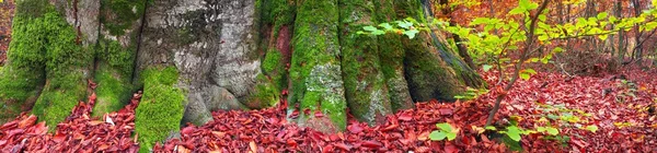赤と金色の紅葉とカルパティア山脈の高い原生林におけるブナの根 — ストック写真