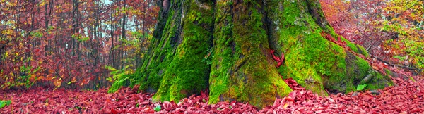 Wortels van beuken in de herfst — Stockfoto