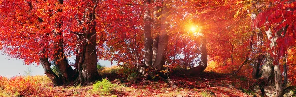 Floresta de outono na Ucrânia — Fotografia de Stock