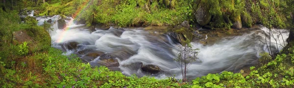 Prut folyó erdő — Stock Fotó