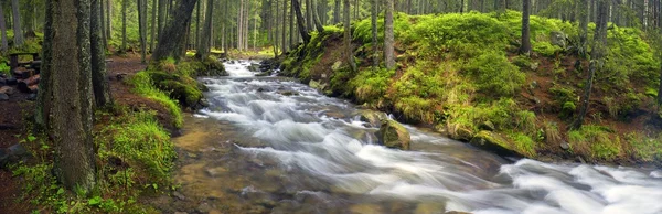 Řeka Prut v lese — Stock fotografie