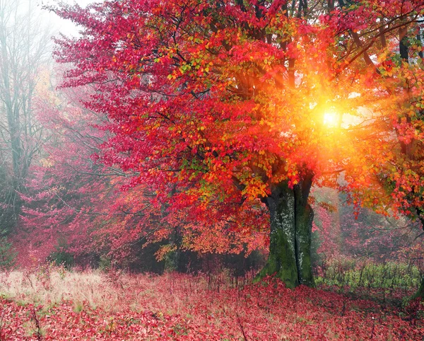 Morgen im Herbstwald — Stockfoto