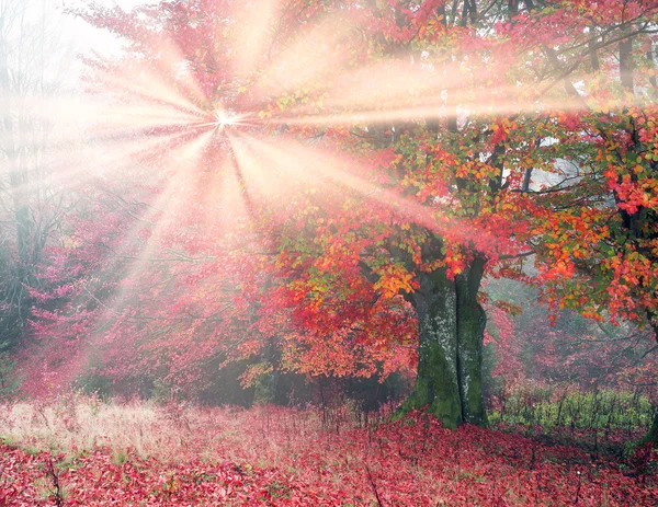 Sonbahar ormanda sabah — Stok fotoğraf
