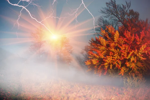 Morgen im Herbstwald — Stockfoto