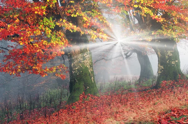 Őszi köd-erdő — Stock Fotó