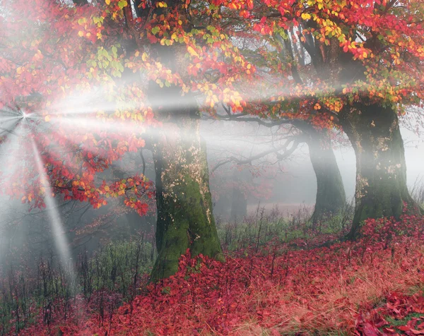 Őszi köd-erdő — Stock Fotó