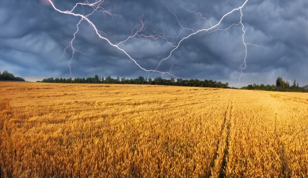 Vete fält och stormig himmel Stockbild