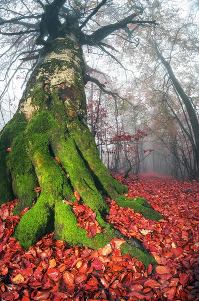 Mgły jesienią w lesie — Zdjęcie stockowe