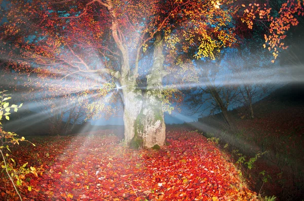 Höstens mist i skogen — Stockfoto