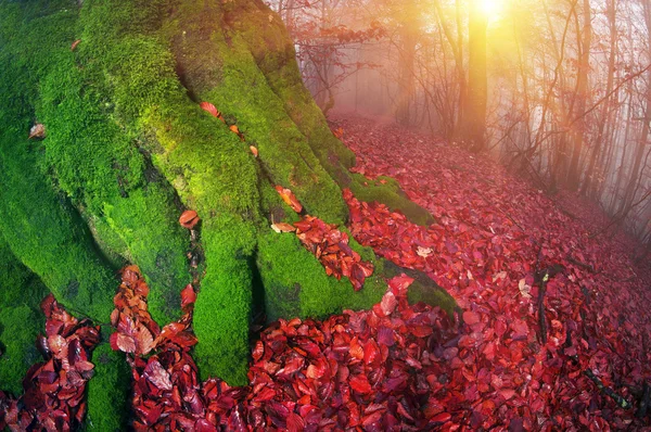 Névoa de outono na floresta — Fotografia de Stock