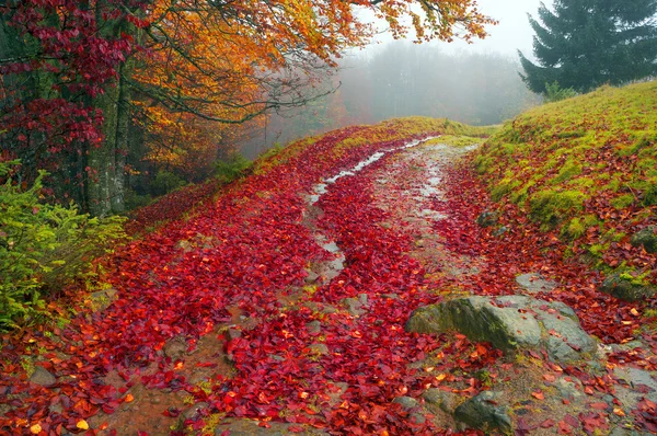 Chuva nas montanhas dos Cárpatos — Fotografia de Stock