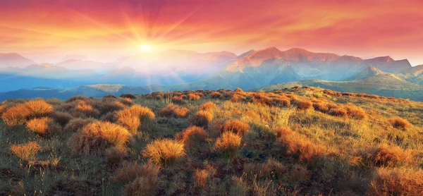 Grass in Ukrainian Carpathians — Stock Photo, Image