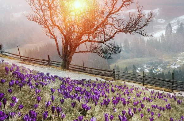 Krokusy, kvetoucí v Karpatských horách — Stock fotografie