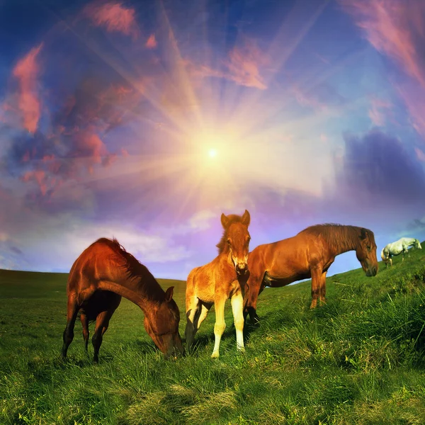 Pferde auf der Alm — Stockfoto