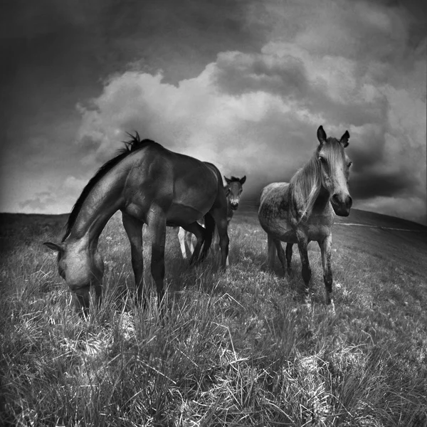 Pferde auf der Alm — Stockfoto