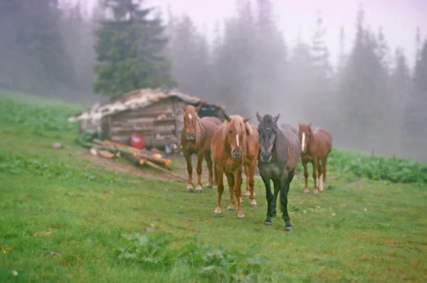 马在山牧场 — 图库照片