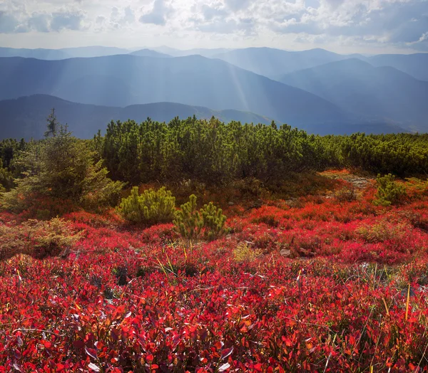 カルパティア山脈のブルーベリーを紅葉します。 — ストック写真