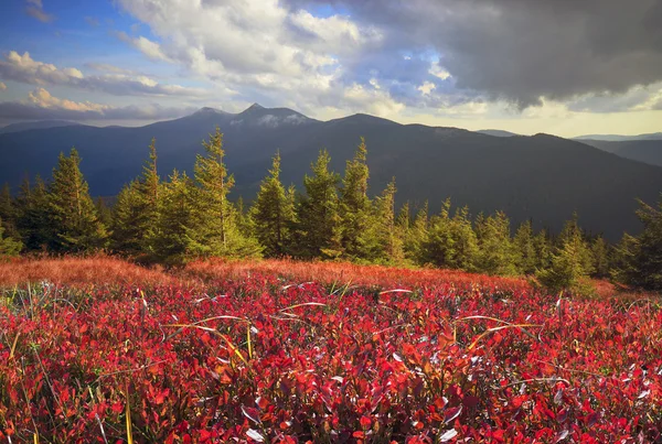 Almherbst im Schnee — Stockfoto