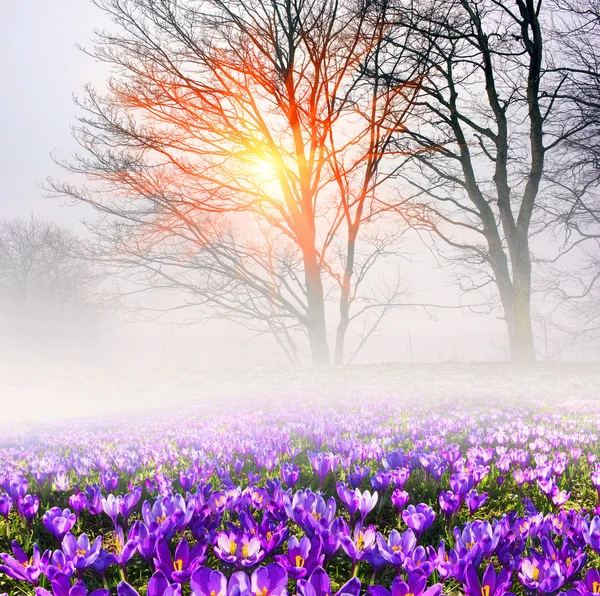 Flores de primavera azafrán al amanecer —  Fotos de Stock