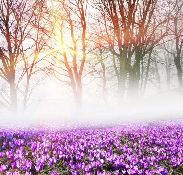 Flores da primavera crocos ao nascer do sol — Fotografia de Stock