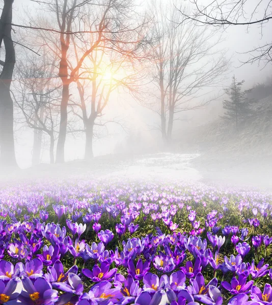 Jarní květy krokusy při východu slunce — Stock fotografie