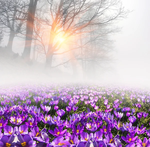 Flores da primavera crocos ao nascer do sol — Fotografia de Stock