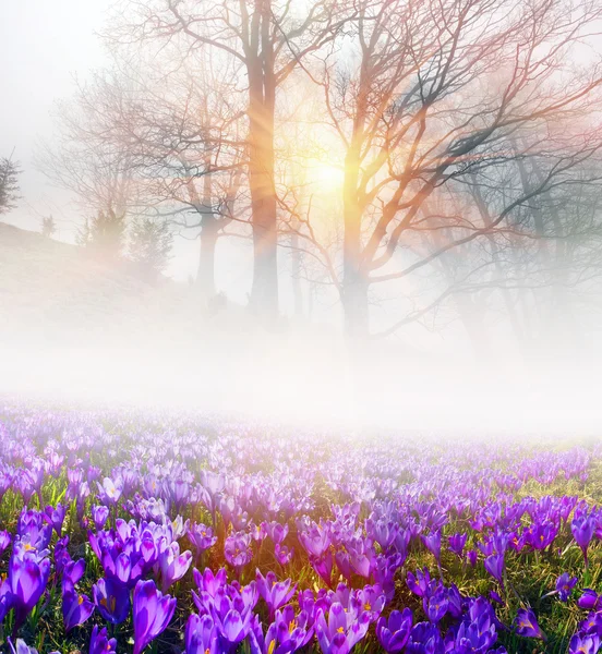 Tavaszi virágok krókuszok napkeltekor — Stock Fotó