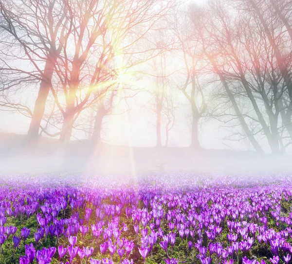 Flores da primavera crocos ao nascer do sol — Fotografia de Stock
