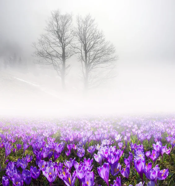 Crocuses in misty morning — Stock Photo, Image