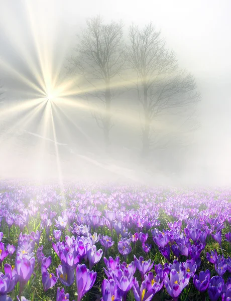 Crocuses in misty morning — Stock Photo, Image