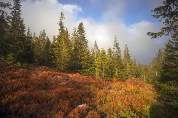 Herbst in den Karpaten — Stockfoto