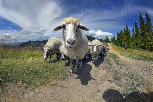 Rebanho de ovinos em Cárpatos — Fotografia de Stock